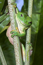 Green Tree Frog (Litoria caerulea) climbing, Northern Territory, Australia