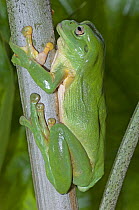 Green Tree Frog (Litoria caerulea) Northern Territory, Australia
