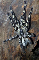 Indian Ornamental Tarantula (Poecilotheria regalis) captive, Australian Reptile Park, Gosford, New South Wales, Australia, occurs in India