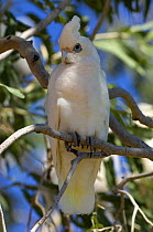 Little Corella (Cacatua sanguinea) Karumba, Gulf of Carpentaria, Queensland, Australia