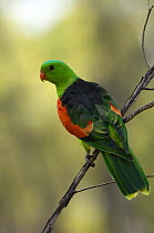 Red-winged Parrot (Aprosmictus erythropterus), Undara Volcanic NP, Queensland, Australia