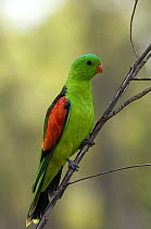 Red-winged Parrot (Aprosmictus erythropterus), Undara Volcanic NP, Queensland, Australia
