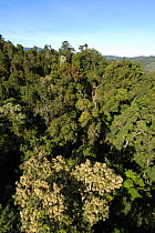 Looking down from skyrail on the rainforest canopy of Barron Gorge National Park, Queensland, Australia