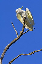 Sulphur-crested Cockatoo (Cacatua galerita), Eungella NP, Eungella, Queensland, Australia