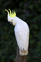Sulphur-crested Cockatoo (Cacatua galerita) Eungella NP, Eungella, Queensland, Australia