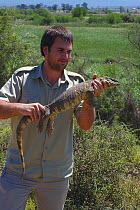 Scientist handling Southern savanna / rock monitor lizard {Varanus albigularis} Little Karoo, South Africa
