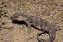 Southern savanna / rock monitor lizard {Varanus albigularis} male, Little Karoo, South Africa