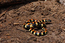 Spotted harlequin snake {Homoroselaps lacteus} juvenile, Little Karoo, South Africa