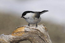 Willow Tit {Poecile montanus} of the race borealis, Finland, winter