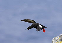 Black Guillemot {Cepphus grylle} aggressive display flying, Mousa, Shetland, Scotland, UK