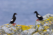 Black Guillemot {Cepphus grylle} pair interacting, Mousa, Shetland, Scotland, UK