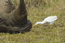 Cattle Egret {Bubulcus ibis} feeding around White Rhinoceros, Lake Nakuru, Kenya