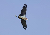 Marabou stork flying {Leptoptilos crumeniferus} Lake Nakuru, Kenya