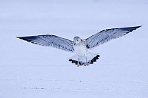 Common Gull {Larus canus} 1st winter plumage, landing, Northumberland, UK
