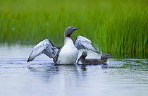 Red-throated Diver {Gavia stellata} defending chicks