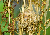 Harvest Mouse {Micromys minutus} peering out of nest, summer, UK