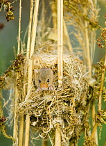 Harvest Mouse {Micromys minutus} peering out of nest, summer, UK