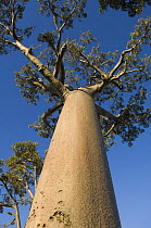 Looking up trunk of Baobab tree (Adansonia grandidieri) Morondava, Western Madagascar on location for BBC Planet Earth 'Forests'