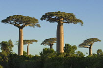 Baobab trees (Adansonia grandidieri) Morondava, Western Madagascar, on location for BBC Planet Earth 'Forests'