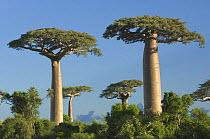 Baobab trees (Adansonia grandidieri) Morondava, Western Madagascar, on location for BBC Planet Earth 'Forests'
