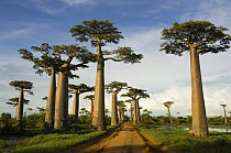 Avenue of Baobab trees (Adansonia grandidieri) Morondava, Western Madagascar, on location for BBC Planet Earth 'Forests'