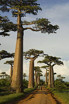 Avenue of Baobab trees (Adansonia grandidieri) Morondava, Western Madagascar, on location for BBC Planet Earth 'Forests'
