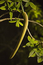 Flower bud on Bottle baobab tree (Adansoni rubrostipa) Kirindy forest, Madagascar, on location for BBC Planet Earth 'Forests'