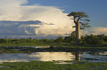 Landscape with lone Baobab tree (Adansonia grandidieri) with storm clouds behind, Morondava, Western Madagascar, on location for BBC Planet Earth 'Forests'