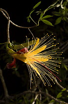 Flower on Bottle baobab tree {Adansonia rubrostripa} Kirindy forest, Madagascar.~Note - on location for BBC Planet Earth 'Forests'