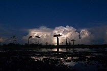Lightning storm at dusk over wetland landscape with Baobab trees (Adansonia grandidieri) Morondava, Western Madagascar, on location for BBC Planet Earth 'Forests'