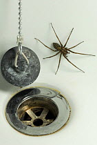 House spider {Tegenaria gigantea} by bath plug, UK