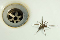 House spider {Tegenaria gigantea} by bath plug, UK