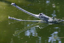 Indian gharial (Gavialus gangeticus) with mouth open, Rapati River, Chitwan NP, Nepal