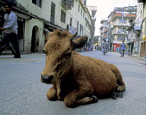 Cow resting in middle of street, Kathmandu, Nepal, 2006