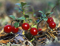 Cowberry berries (Vaccinium vitis-ideae), autumn, Siberia, Russia
