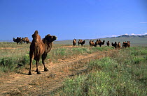 Domesticated Bactrian camels {Camelus bactrianus} Gobi desert, Mongolia, Central Asia