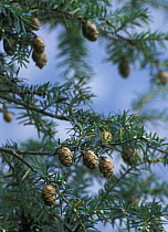 Himalayan Hemlock spruce tree (Tsuga ? dumosa), Annapurna trek, Himalayas, Nepal,