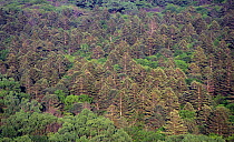 Boreal forest with Manchurian fir trees (Abies holophilla) with darker crowns, the tallest trees in Siberia and Far East, Kedrovaya Pad Zapovednik / Reserve, South Ussuriland, Primorsky, Siberia, Russ...