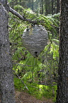 Wasp nest in woodland, Yakutia, Siberia, Russia