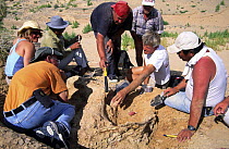 Phil Curry and Vladimir Alifanov of American- Russian-Mongoloian team digging up Tarbosaurus fossils, Gobi desert, Mongolia, Central Asia