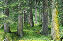 Ancient coniferous forests of W Caucasus mountains, Oriental Spruce (Picea orientalis) and Caucasian Fir (Abies nordmanniana), Teberdinskiy Zapovednik / reserve, Karachayevo Chekessiya, Russia. Habita...
