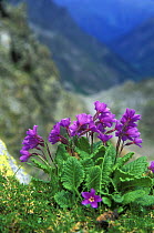 {Primula amoena} flowers, W Caucasus mountains, 2500-3500m, June, Teberdinskiy Zapovednik / Reserve, Karachayevo Chekessiya, Russia