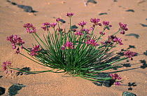 Gobien wild onion plant flowering on the Gobi Desert, Mongolia