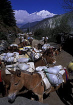 Mules  carrying goods in Nepal