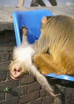 Rhesus macaque {Macaca mulatta} grooming young on chair, Buddists' Monkey Temple, Swayambunath, Kathmandu, Nepal