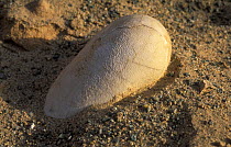Fossil egg of Protoceratopsid dinosaur from Upper Cretaceous period, Gobi desert, Mongolia