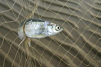Fish caught in net, Pechora River, Siberia, Russia