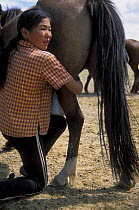 Woman milking a horse, Gobi Desert, Mongolia