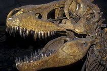 The skull of Tarbosaurus dinosaur from Upper Cretaceous period of Gobi desert, Mongolia, Paleontological Institute RAN, Moscow