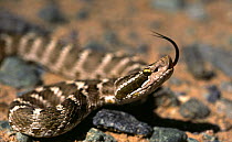 Brown mamushi snake (Agkistrodon saxatilis) the only venomous snake in Gobi Desert, Mongolia